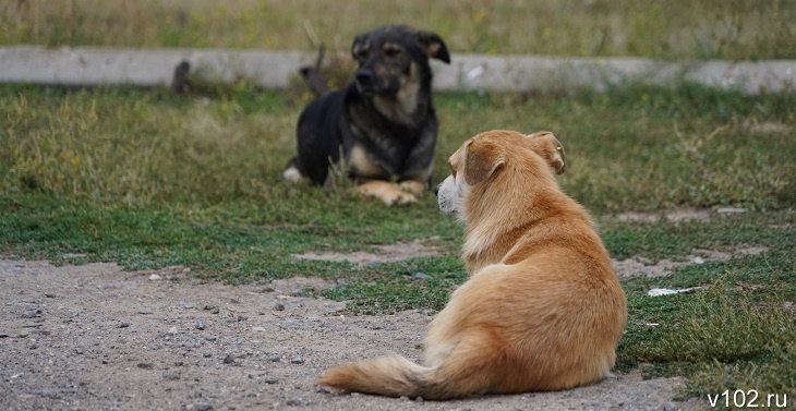 Глава СК Бастрыкин обратил внимание на покусанных собаками волгоградцев