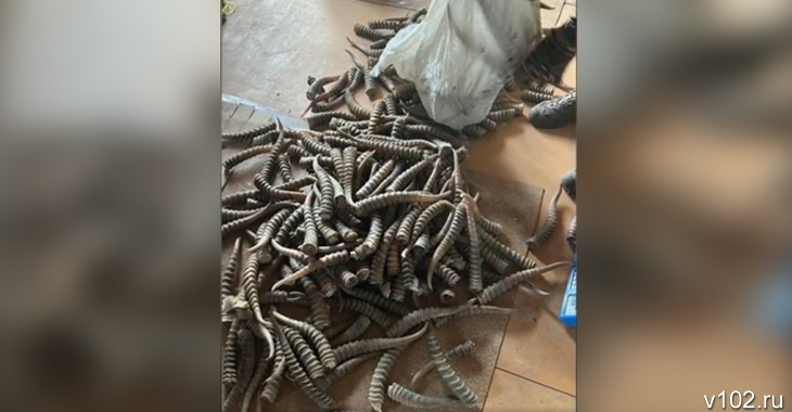 Волгоградские силовики раскрыли международную сеть контрабанды рогов сайгака
