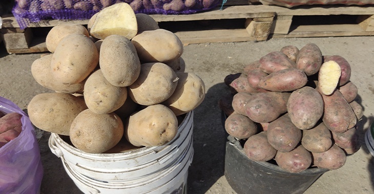 Молодой картофель в Волгограде подорожал до 60 рублей