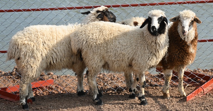 Мужчина по пути домой прихватил 15 чужих овец в Волгоградской области