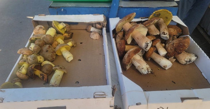 «В пойме — бесплатно»: жителей Волгоградской области возмутили белые грибы по цене мяса