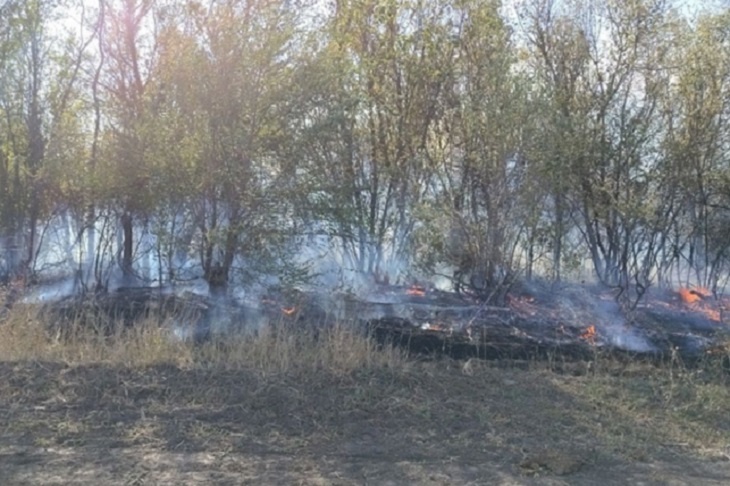 В Волгоградской области около райцентра горит лесопосадка