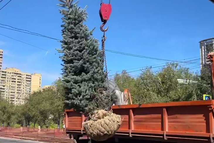 В Волгограде позеленеет дорога «силовиков»: на ул. Краснознаменской высадят полсотни елей