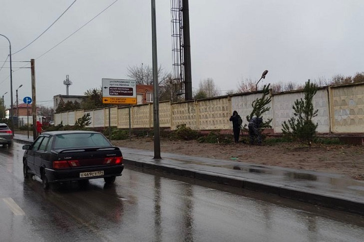 В Волгограде взамен сосен-нелегалов закупят 300 новых деревьев за 13 млн рублей