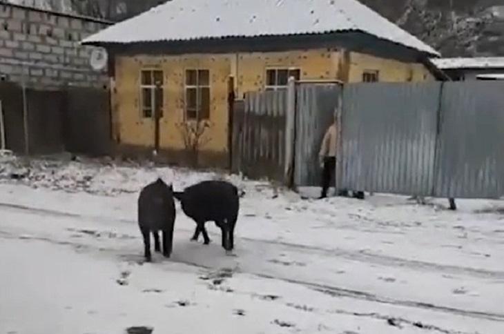 Дикие кабаны бесстрашно прошлись по хутору в Волгоградской области