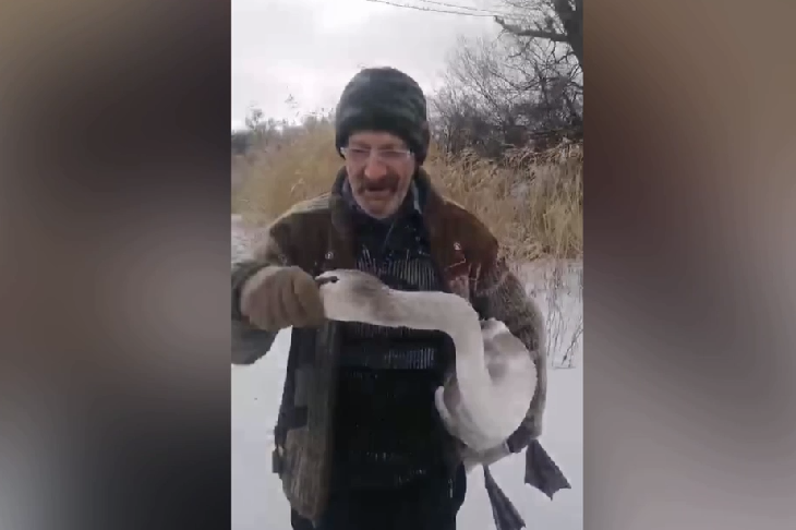 В хуторе под Волгоградом спасли замерзающего лебедя