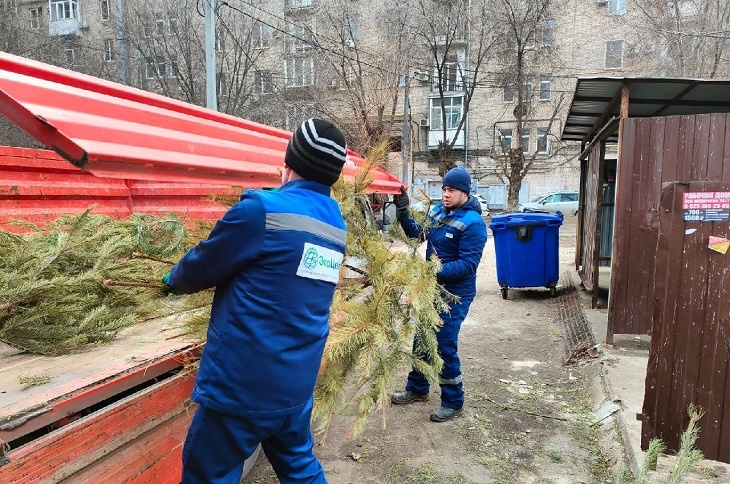 Щепки от 1 тысячи елок передадут волгоградскому приюту «Лисена»