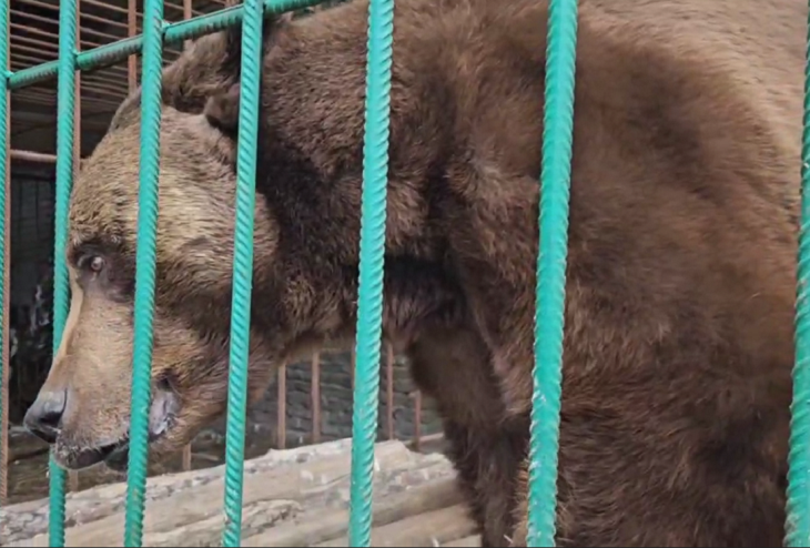 В Волгограде пройдет благотворительный «Медвежий забег»