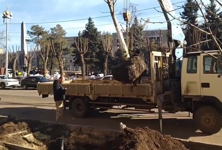 В центре Волгограда каштановую аллею заменили 50 кленами