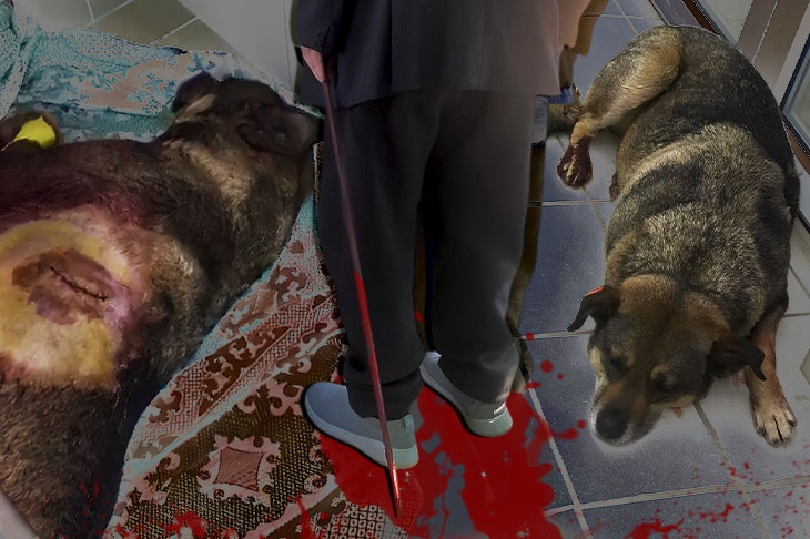 Ходят с пиками и удавками: волгоградцы сообщают о живодерах, жестоко убивающих собак