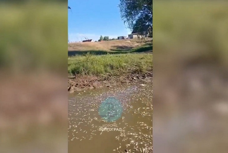 Волгоградцы обсуждают массовую гибель рыбы в Волго-Ахтубинской пойме
