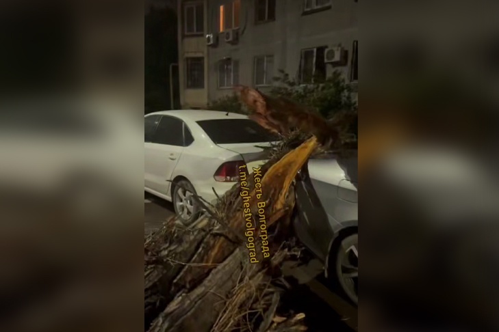 Поваленные деревья и разбитые авто: волгоградцы делятся кадрами последствий ночного урагана