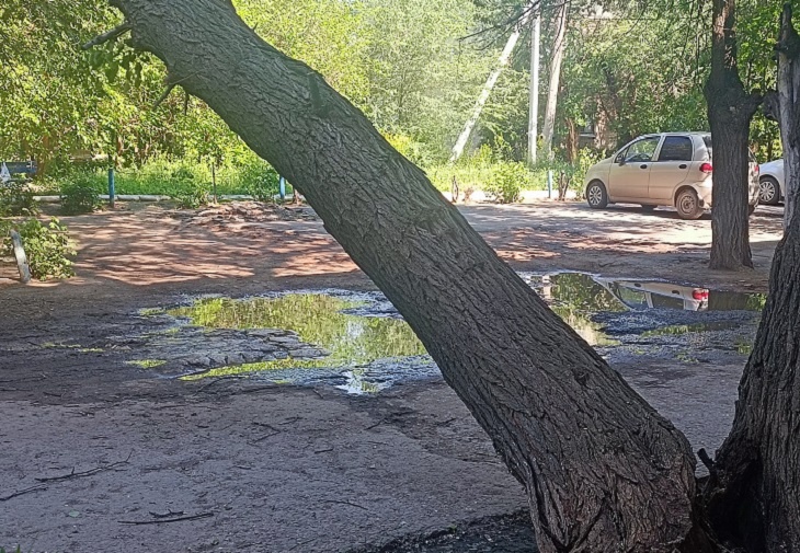 «Ждут, когда кого-то прибьет?»: в Волгограде упавшее дерево третий день свисает над головами прохожих