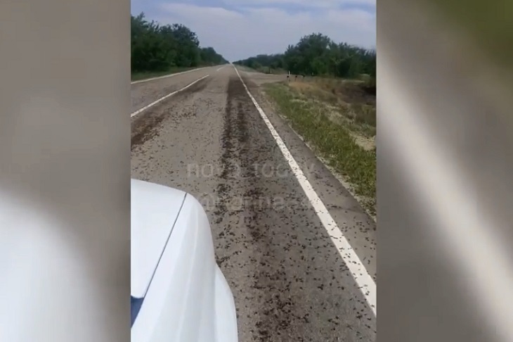 Под Волгоградом водитель снял на видео поездку по усыпанной саранчой дороге