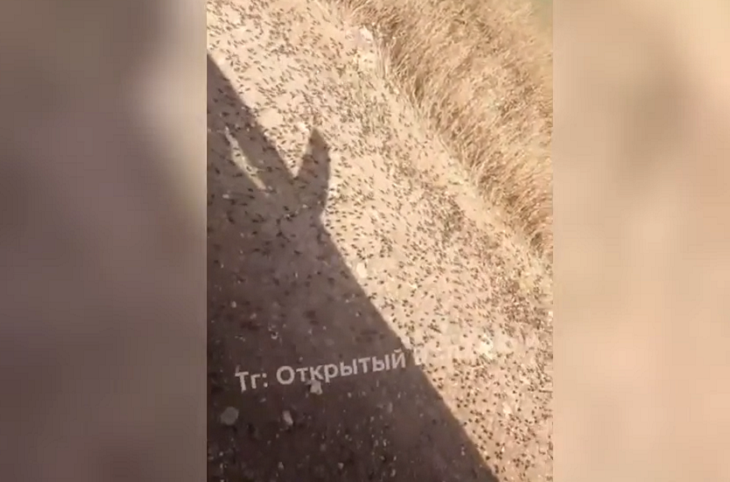 Полчища саранчи приближаются к Волгограду