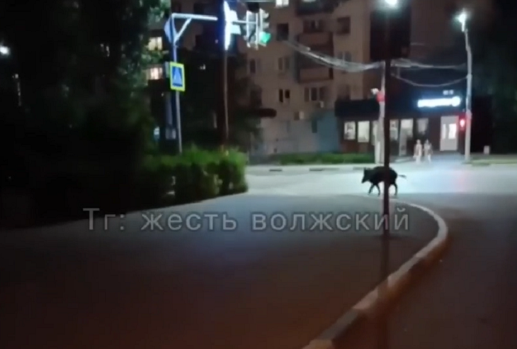 «Думал – померещилось»: в Волжском дикий кабан прогулялся по улицам и паркам