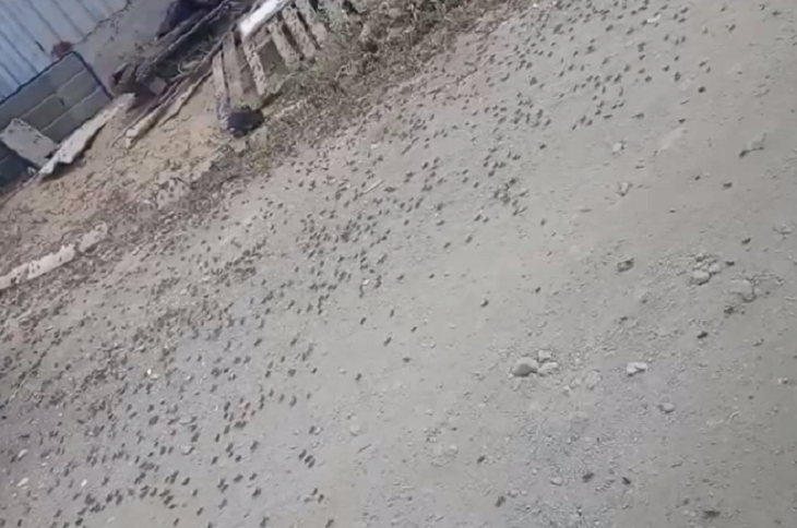 Полчища саранчи заползли в СНТ под Волгоградом