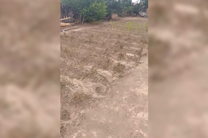 Под контролем? В Волгоградской области саранча опустошает огороды в селе Дубовый овраг