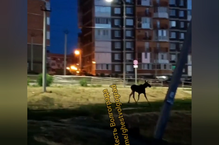 Лось заблудился во дворе ЖК в Кировском районе Волгограда