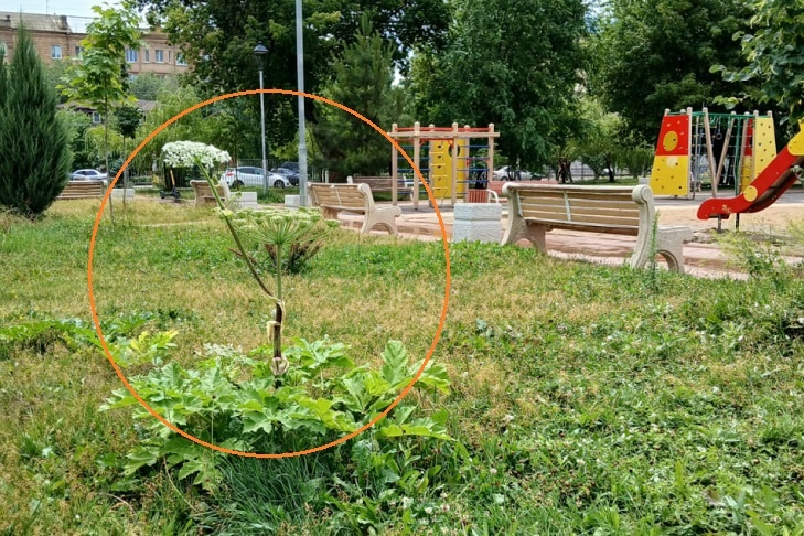 Ядовитый борщевик подпортил волгоградскую «Сказку»