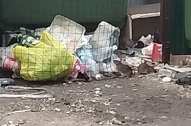 В Волгограде УК «Парадигма» обязали потравить вредных обитателей дома