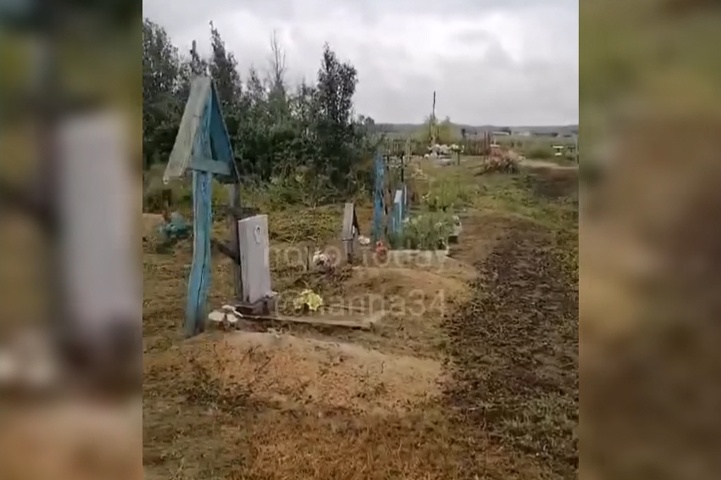 Под Волгоградом фермера оштрафуют за выпас коров на кладбище