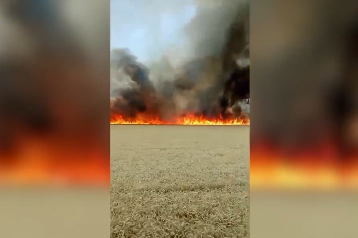 «Саша, давай быстрей!»: под Волгоградом очевидцы засняли гонку комбайна со стеной огня