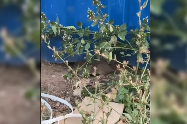 «Только что с ног не сбивают»: в Волгограде засняли на видео кишащий крысами двор