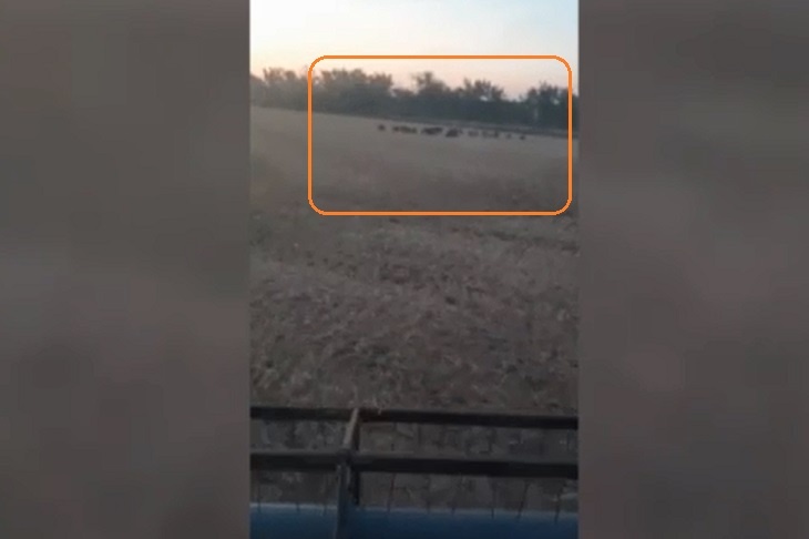 Под Волгоградом стадо диких кабанов на посевах попало на видео
