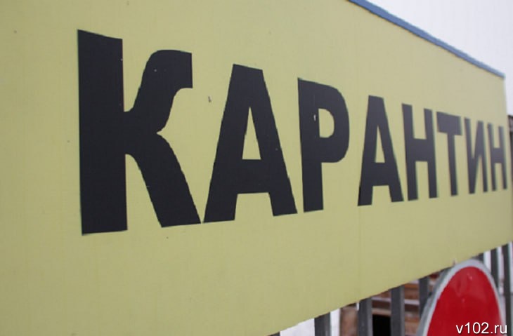 Карантин по бешенству объявили в селе и городе Волгоградской области