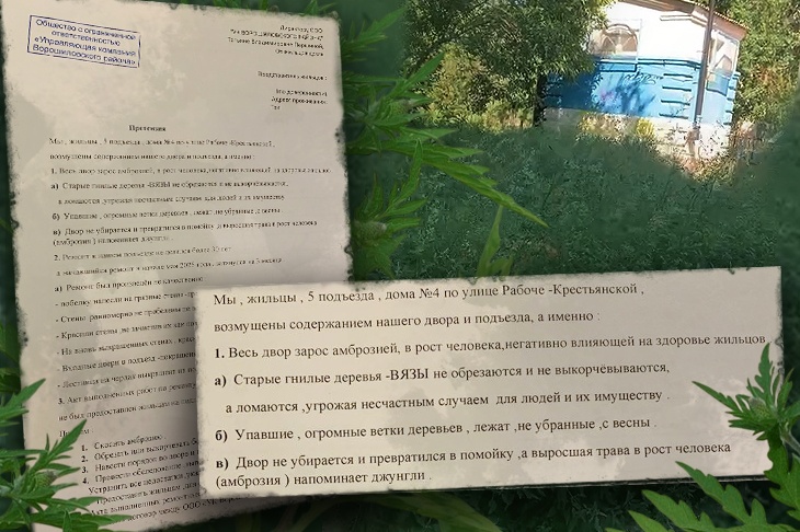 Токсичные джунгли: волгоградцы жалуются на заросли гигантской амброзии во дворе МКД