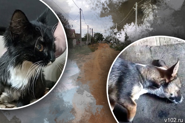 «Котята грызли землю»: в Котово массово травят собак и кошек