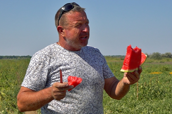 «Для нас это пока диковинка»: на волгоградских бахчах вырастили новый сорт сладчайших арбузов без семечек