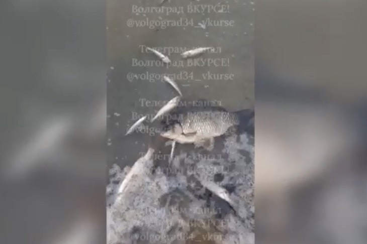 «Красноперка и окунь легли. Сазан еще дышит»: волгоградцы сообщают о массовой гибели рыбы на Ангарском пруду