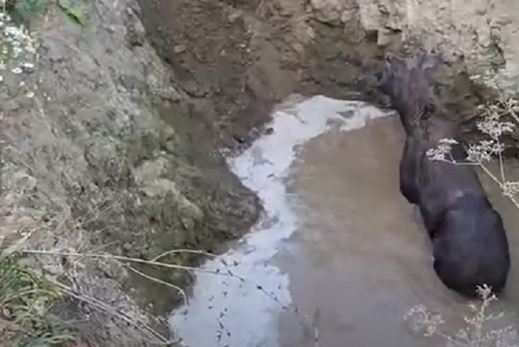 Саратовцам пришлось рыть траншею для спасения лосенка из ямы с водой