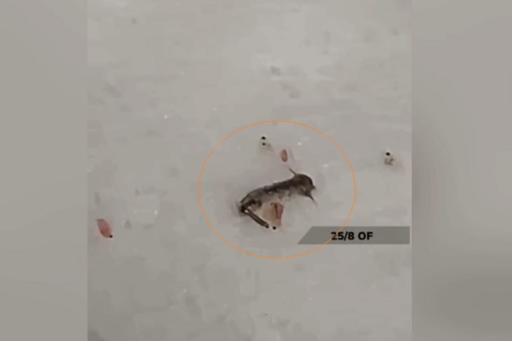 Жители Фролово сняли на видео выползающее из воды «нечто»