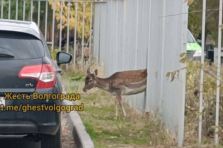 В волгоградском ЦПКиО лань сбежала во время кормежки