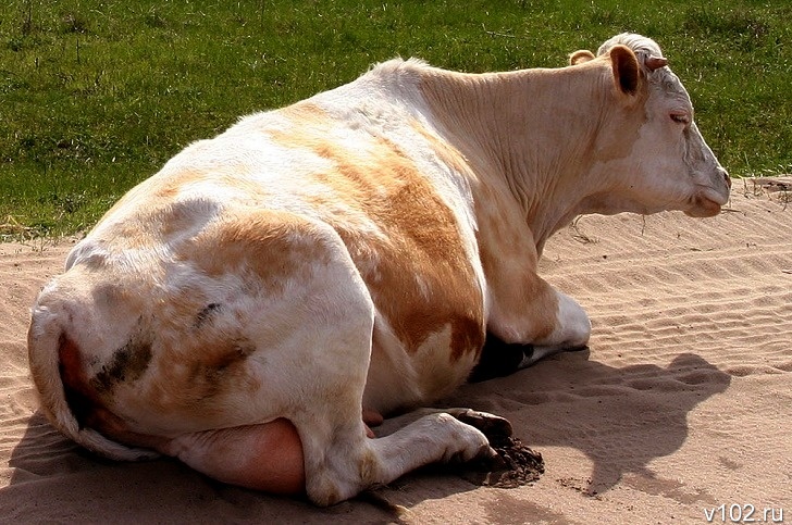 Смертельный вирус нашли у коров в Волгоградской области