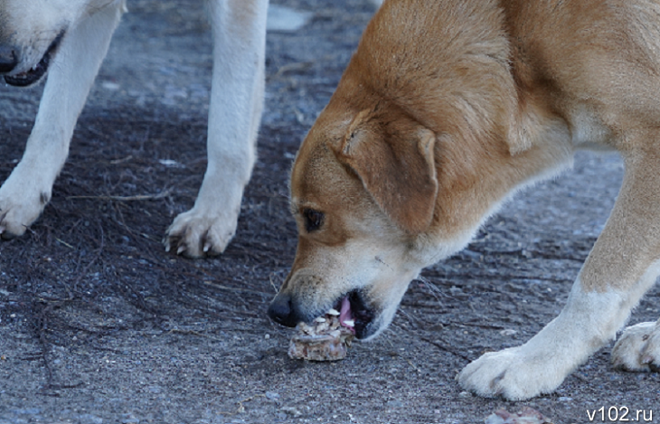 Под Волгоградом на гендиректора ветлаборатории, где делали отраву для собак, возбудили дело
