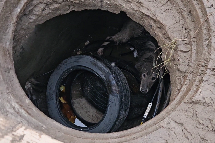 Спасибо не сказала: в Волгограде спасли провалившуюся в люк собаку