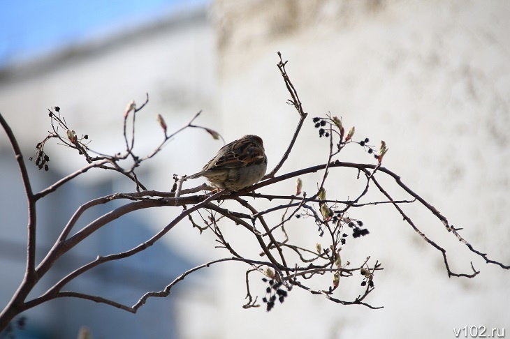 Желтый уровень опасности объявили в Волгоградской области
