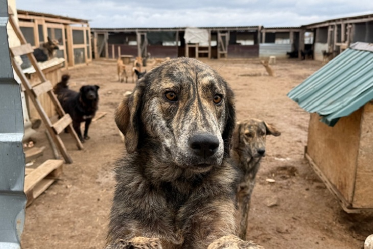 На кону – сотни жизней. Под Волгоградом продали землю с приютом для собак-инвалидов