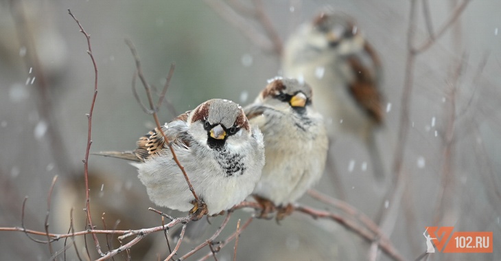 "Это наша новая реальность": волгоградский географ - о первом снеге и небывалом потеплении