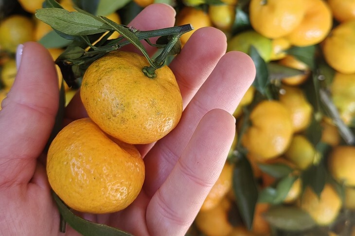 Экзотика или новая классика? Волгоградские витрины утонули в мандаринах размером с наперсток