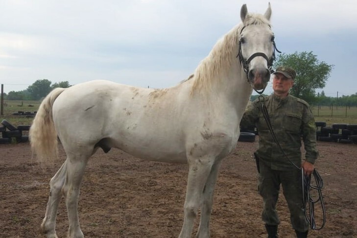 «Казалось, что шансов почти нет»: волгоградцы вернули к жизни страдающего от онкологии жеребца