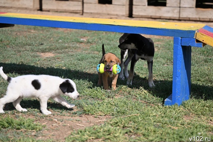 В России начнёт действовать ГОСТ на места для выгула и дрессировки собак