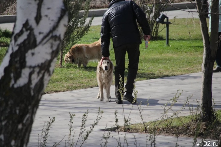 Ветерану  СВО из Волгоградской области подарили собаку-поводыря