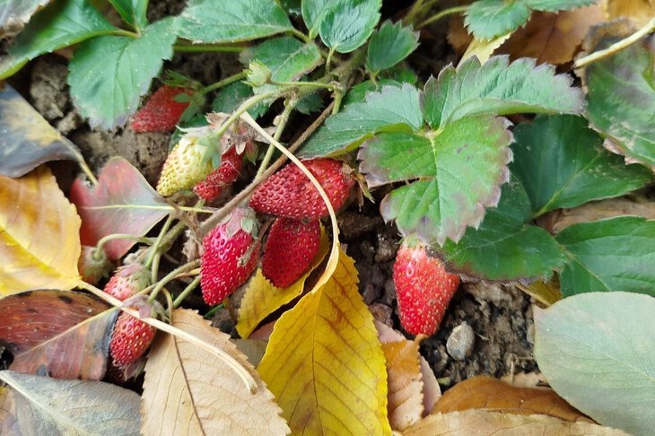Разовая акция или новая традиция? Из-за аномального тепла в Волгограде созрела клубника