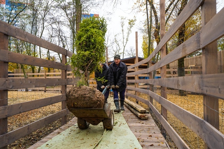 В ЦПКиО Волгограда появится хвойный уголок к Новому году