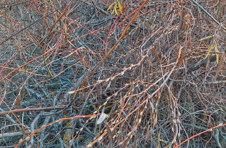 Из-за погодной аномалии в Волгоградской области расцвела верба